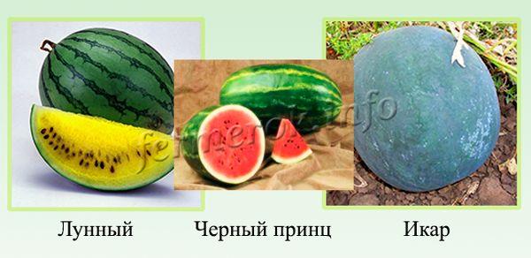 Watermelon varieties by ripening period