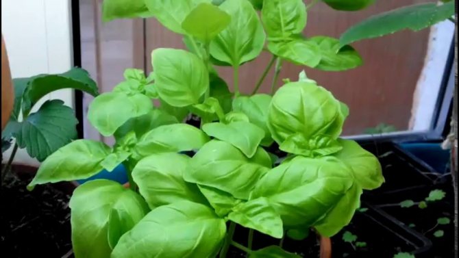 Basilsorter för odling på en fönsterbräda