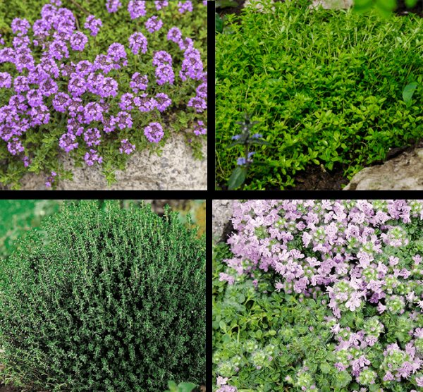 Thyme varieties with pink and purple flowers