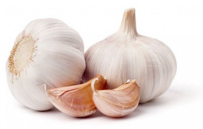 Garlic varieties. Reproduction, planting garlic care, harvesting