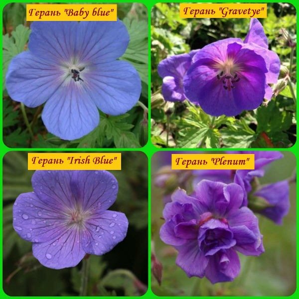 Himalayan geranium varieties
