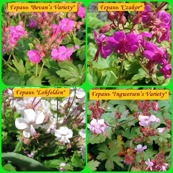 malalaking rhizome geranium varieties
