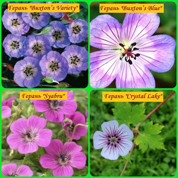 Wallich geranium varieties