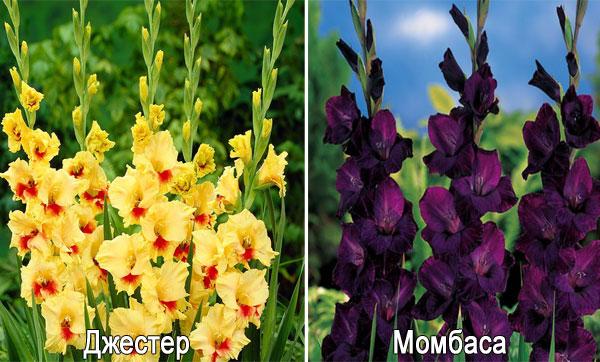 gladiolus varieties