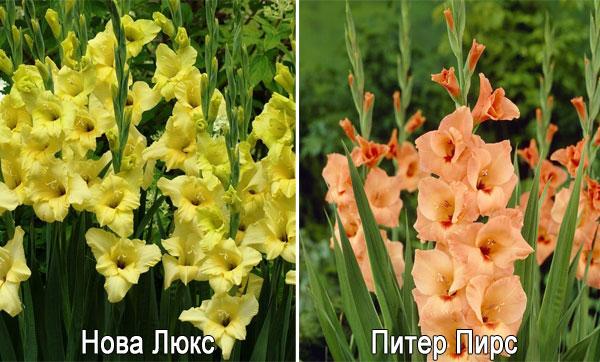 gladiolus sorter