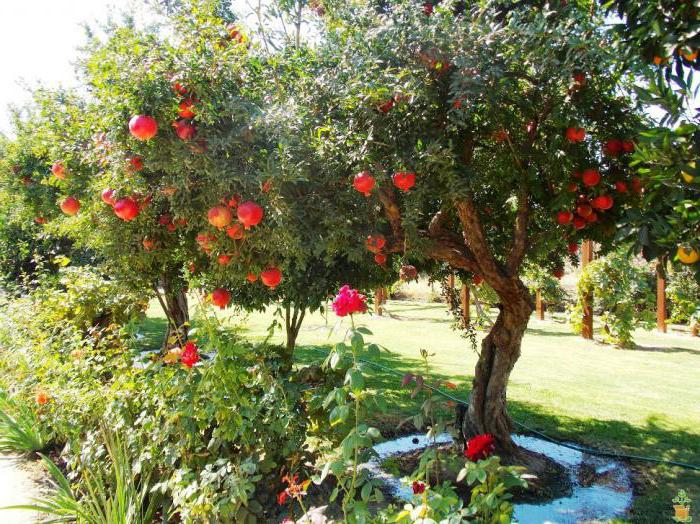 pomegranate varieties photo