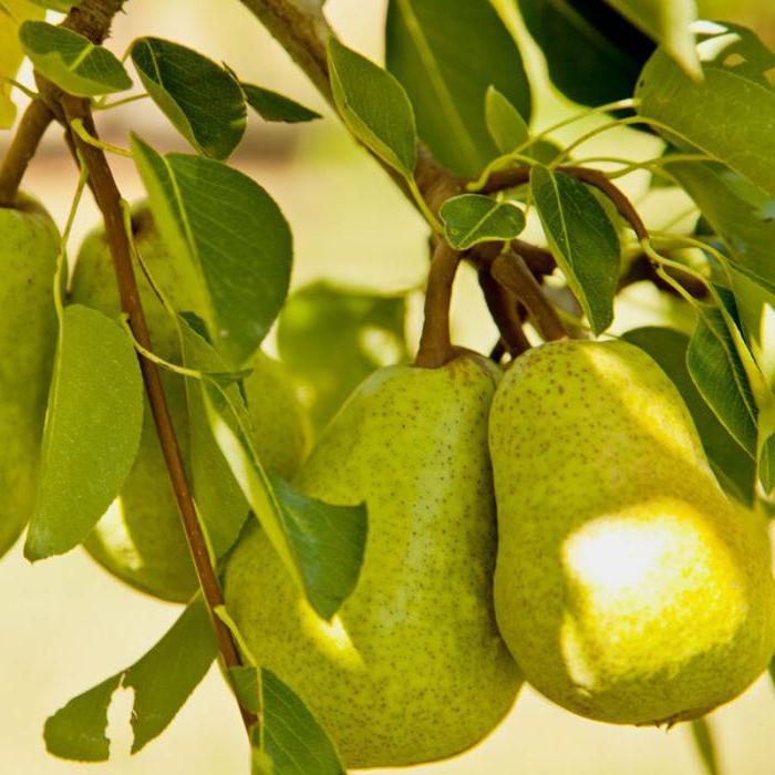 pear varieties for the urals and siberia