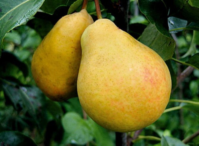 Pear varieties for the Moscow region with photos and descriptions: rating