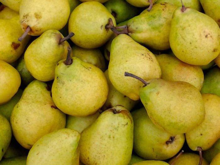pear varieties for siberia