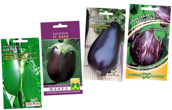 sorter och hybrider av aubergine för odling i ett växthus