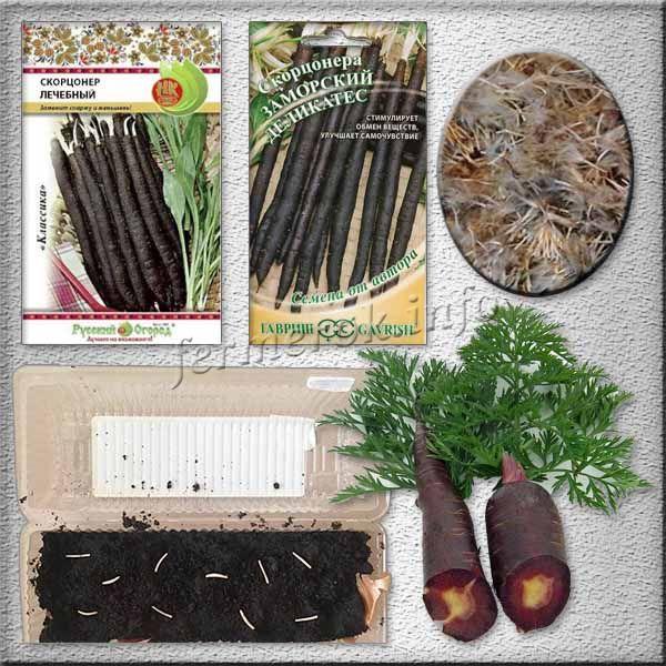 Sorten und Samen von schwarzen Karotten
