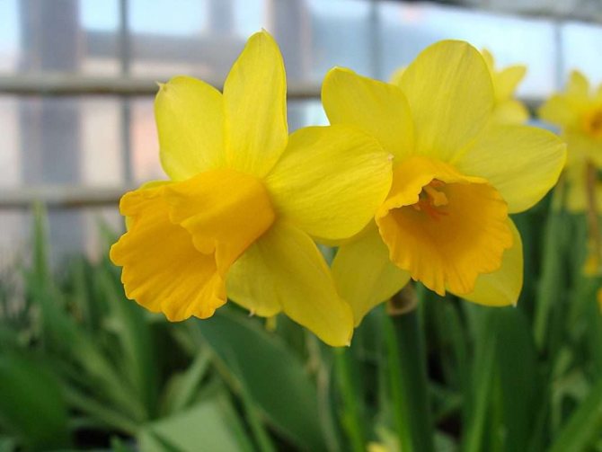 Varieties and types of daffodils - a detailed description of all popular varieties with photos