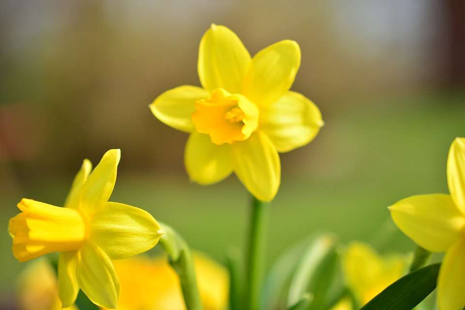 Varieti dan jenis daffodil - penerangan terperinci tentang semua jenis yang popular dengan foto