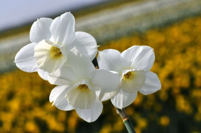 Varieties and types of daffodils - a detailed description of all popular varieties with photos
