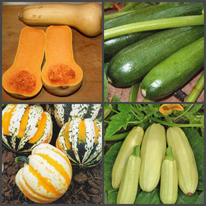 Zucchini varieties suitable for long-term storage in winter