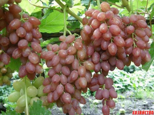 Kishmish varieties for the middle lane. Top 6 best varieties of raisins