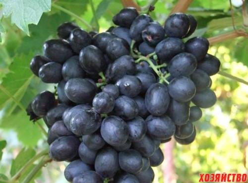 Kishmish varieties for the middle lane. Top 6 best varieties of raisins