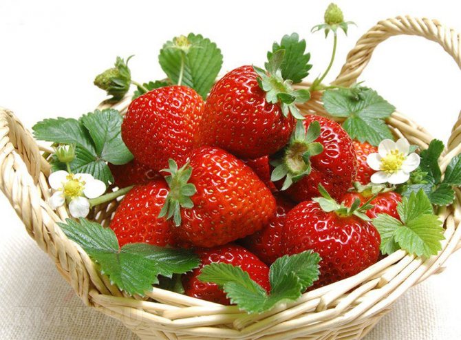 Varieti strawberi untuk tumbuh sepanjang tahun di rumah
