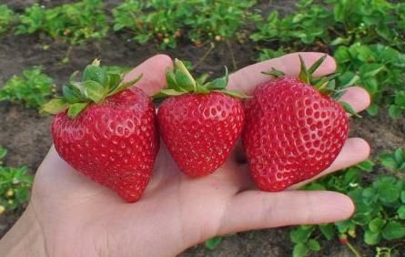 Mga varieties ng strawberry na may mga larawan at paglalarawan