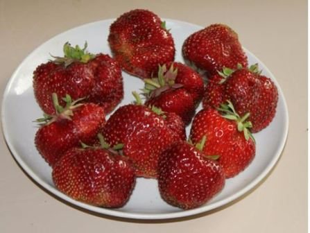 Сортове ягоди
