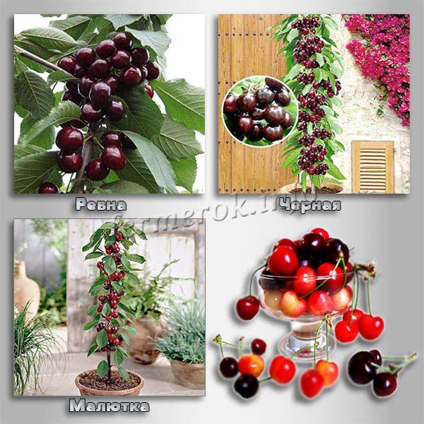 Columnar cherry varieties for the Urals and Siberia
