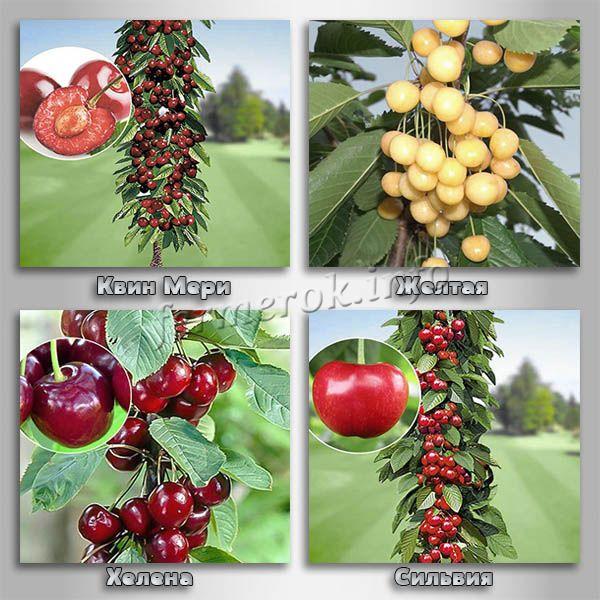 Columnar cherry varieties