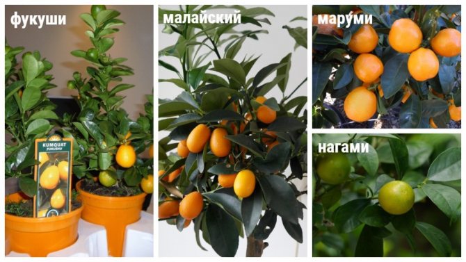 kumquat-sorter för hemodling