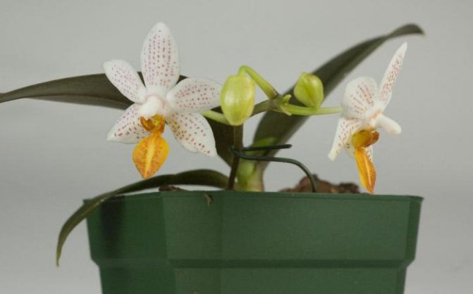 Mga pagkakaiba-iba ng mini orchid