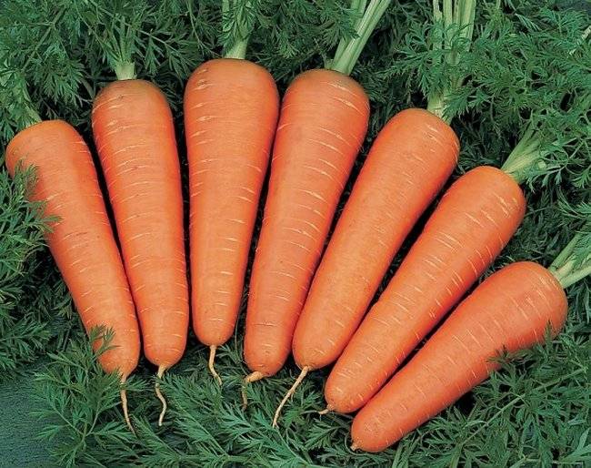 Сортове моркови, устойчиви на моркова муха