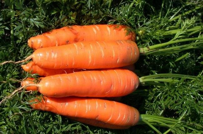 Carrot varieties resistant to carrot fly