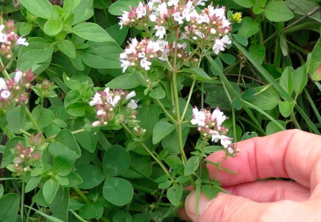 Species of mint: Forest mint Origanum vulgare