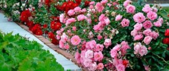 Groundcover varieties that bloom all summer are the dream of any gardener.