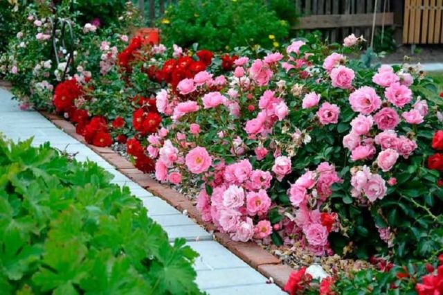 Groundcover varieties that bloom all summer are the dream of any gardener.