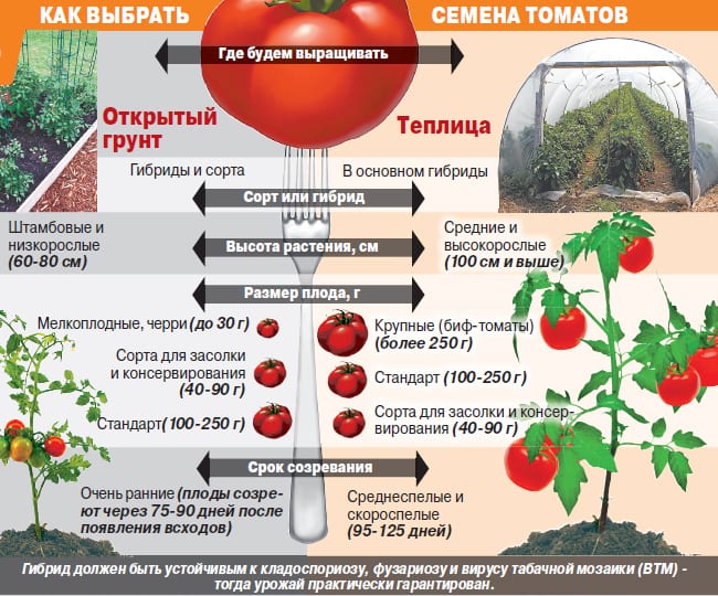 Сортове домати за засаждане на разсад
