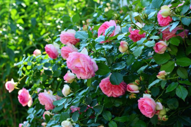 Mga variety ng rosas para sa mga Ural