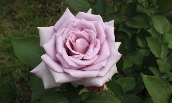 Розови сортове за Урал