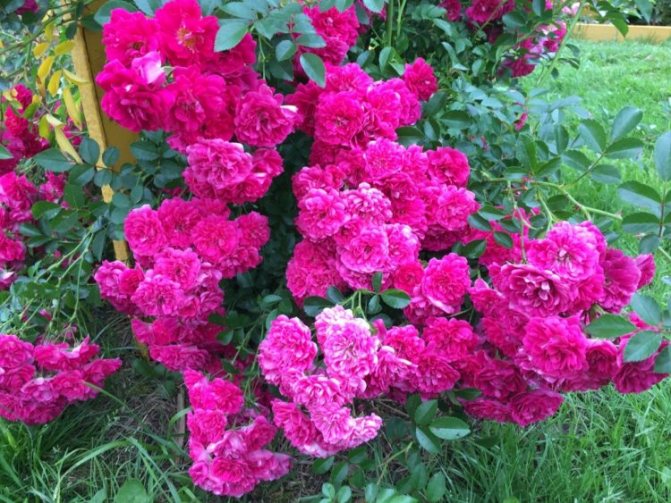 Mga variety ng rosas para sa mga Ural