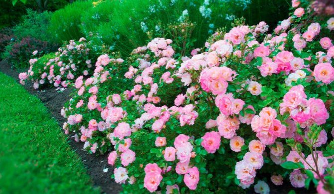 Розови сортове и засаждане в Московска област