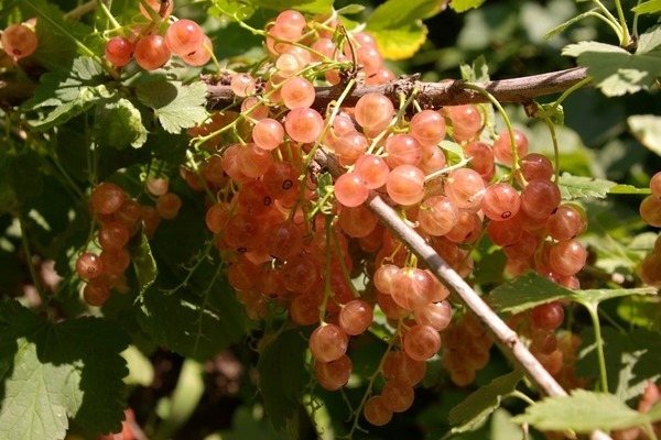 sorter av rosa vinbär