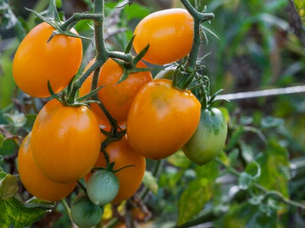 Сортове домат Крем
