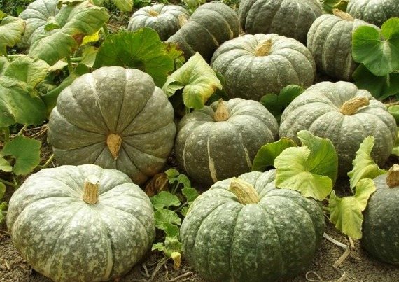 Best Stored Pumpkin Varieties