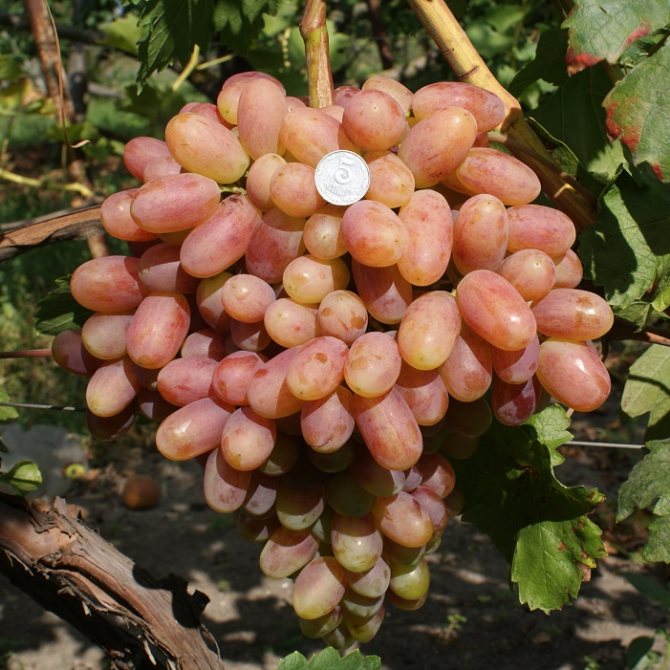 Non-sheltering grape varieties for the Moscow region: 10 best options