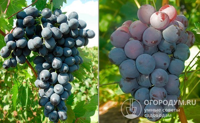 The grape varieties that served as parental forms: "Moldova" (left) and "Cardinal" (right)