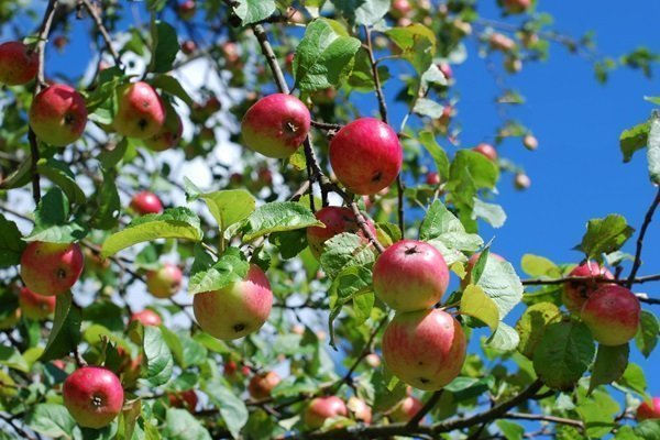 Äppelsorter för Sibirien: foton, namn, beskrivningar