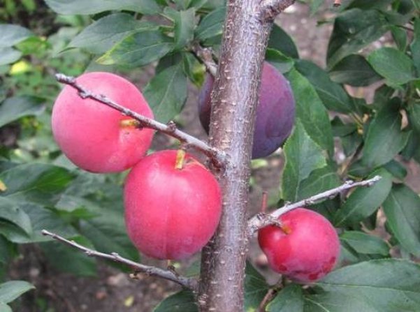 varietal plum