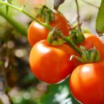 Сортови характеристики на домат Агата