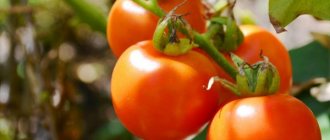 Ciri-ciri pelbagai tomato Agata