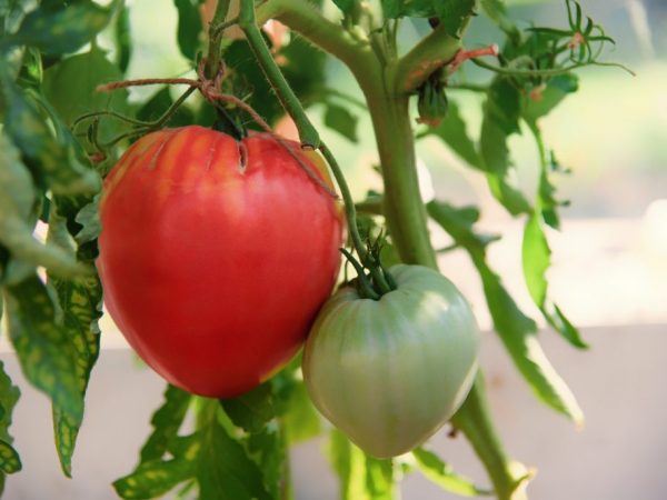 Odrůdové vlastnosti Tomato Grandee