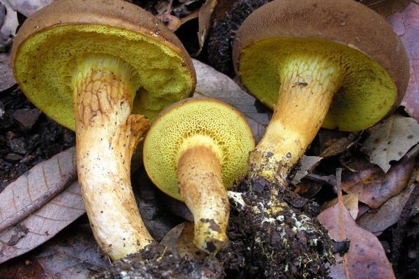 Plucked mushrooms