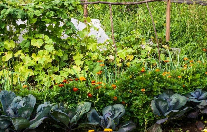 sousedství zeleniny na postelích v zahradě